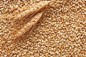 grano